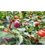 Hot Ornamental Pepper ‘Filius Blue’ Seeds (Certified Organic)