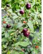 Hot Ornamental Pepper ‘Filius Blue’ Seeds (Certified Organic)