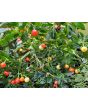Hot Ornamental Pepper ‘Chinese 5 Color Marble’ Seeds (Certified Organic)
