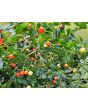 Hot Ornamental Pepper ‘Chinese 5 Color Marble’ Seeds (Certified Organic)