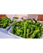 Hot Pepper ‘Hangjiao (HJ8) Total Eclipse Space Chili’ Seeds (Certified Organic)