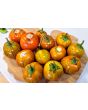 Eggplant ‘Turkish Orange’