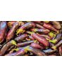 Eggplant ‘Diamond’ Seeds (Certified Organic)