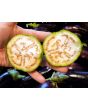 Eggplant ‘Lao Green Stripe’ Seeds (Certified Organic)