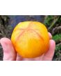 Tomato 'Lava Flow' Seeds (Certified Organic)