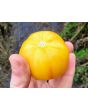 Tomato 'Lava Flow' Seeds (Certified Organic)