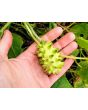 Jelly Melon (Kiwano) AKA African Horned Cucumber Seeds