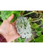 Jelly Melon (Kiwano) AKA African Horned Cucumber Seeds