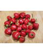 Hot Ornamental Pepper ‘Filius Blue’ Seeds (Certified Organic)