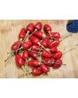 Hot Ornamental Pepper ‘Filius Blue’ Seeds (Certified Organic)