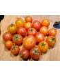 Tomato 'Isis Candy'