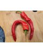 Hot Pepper ‘Hot Portugal’ 