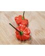 Hot Pepper ‘Brazilian Starfish' Seeds (Certified Organic)