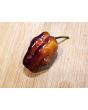 Hot Pepper ‘Pimenta Puma’ Seeds (Certified Organic)
