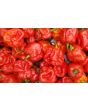 Hot Pepper ‘Bahamian Beast' Seeds (Certified Organic)