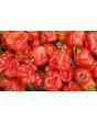 Hot Pepper ‘Bahamian Beast' Seeds (Certified Organic)