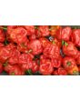 Hot Pepper ‘Bahamian Beast' Seeds (Certified Organic)