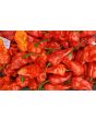 Hot Pepper ‘Naga Death Purple Leaf’ Seeds (Certified Organic)