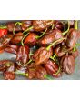 Hot Pepper ‘Chocolate Bhutlah' Seeds (Certified Organic)