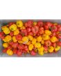 Hot Pepper ‘Red and Yellow Scotch Bonnet Mix’ 