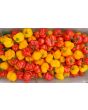 Hot Pepper ‘Red and Yellow Scotch Bonnet Mix’ 