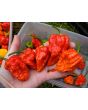 Hot Pepper ‘Zing’ Seeds (Certified Organic)