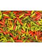 Hot Pepper 'Tabasco' Seeds (Certified Organic)