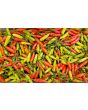 Hot Pepper 'Tabasco' Seeds (Certified Organic)