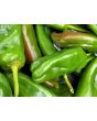 Hot Pepper 'Anaheim' 