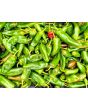 Hot Pepper 'Anaheim' 