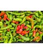 Hot Pepper ‘Hangjiao (HJ8) Total Eclipse Space Chili’ Seeds (Certified Organic)