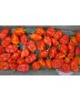Hot Pepper ‘Tobago’ Seeds (Certified Organic)