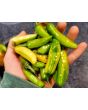 Hot Pepper ‘Fish’ Seeds (Certified Organic)