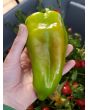 Hot Pepper ‘Beaver Dam’ Seeds (Certified Organic) 