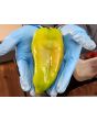 Hot Pepper ‘Beaver Dam’ Seeds (Certified Organic) 