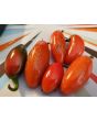 Hot Pepper ‘Orange Spice Jalapeno’ Seeds (Certified Organic)