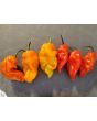 Hot Pepper ‘Red Fatalii’ Seeds (Certified Organic)