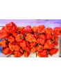 Hot Pepper ‘Zing’ Seeds (Certified Organic)