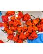 Hot Pepper ‘Zing’ Seeds (Certified Organic)
