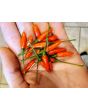 Hot Pepper ‘Guam Boonie'