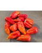 Hot Pepper 'Red Devil's Tongue' 