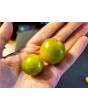 Tomato 'Small Green Cherry' 