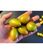 Tomato 'Lucky Tiger' 