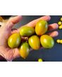 Tomato 'Lucky Tiger' 