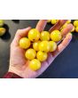 Tomato 'Snow White'