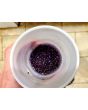 Garden Huckleberry Seeds (Certified Organic)