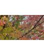 Burning Bush Seeds (Certified Organic)