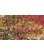 Burning Bush Seeds (Certified Organic)