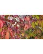 Burning Bush Seeds (Certified Organic)