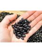 Pole Bean 'Cherokee Trail of Tears' 